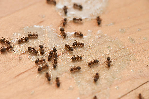 Best Commercial Pest Control Services  in Thomson, GA