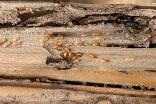 Pest Control Cost in Thomson, GA